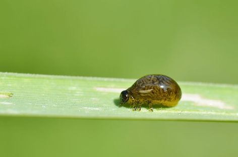 Photo of a Cereal Leaf Beetle Larva, by Giles San Martin, used under a Creative Commons License.
